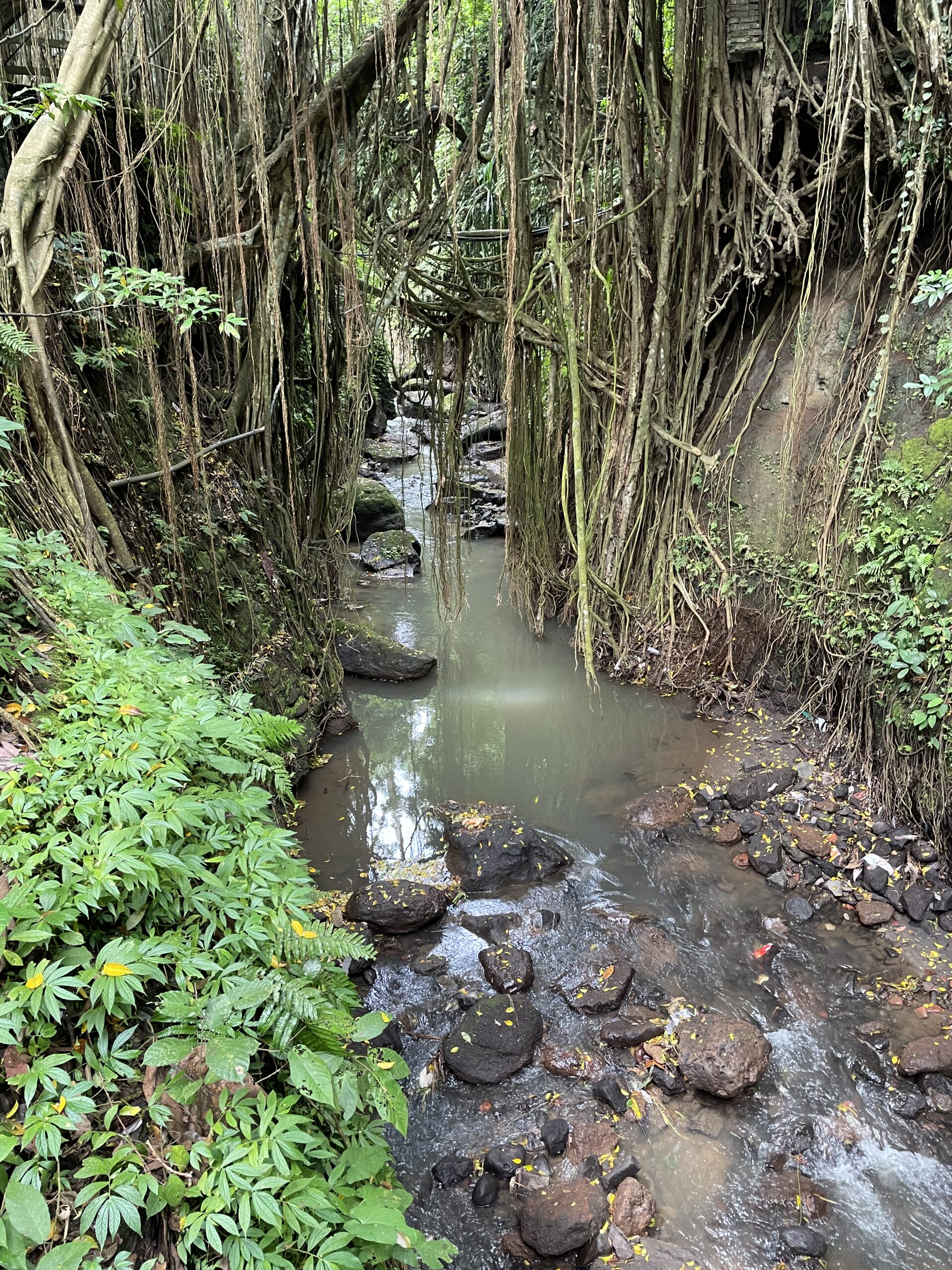 Un viaggio nelle foreste più remote, alla scoperta di una natura potente, autentica e ancora sconosciuta.