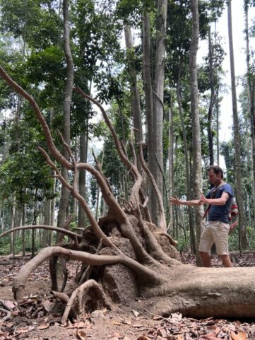 Cabbia utilizza esclusivamente piante cadute per cause naturali, nel pieno rispetto dell’ecosistema e con impatto ambientale pari a zero.