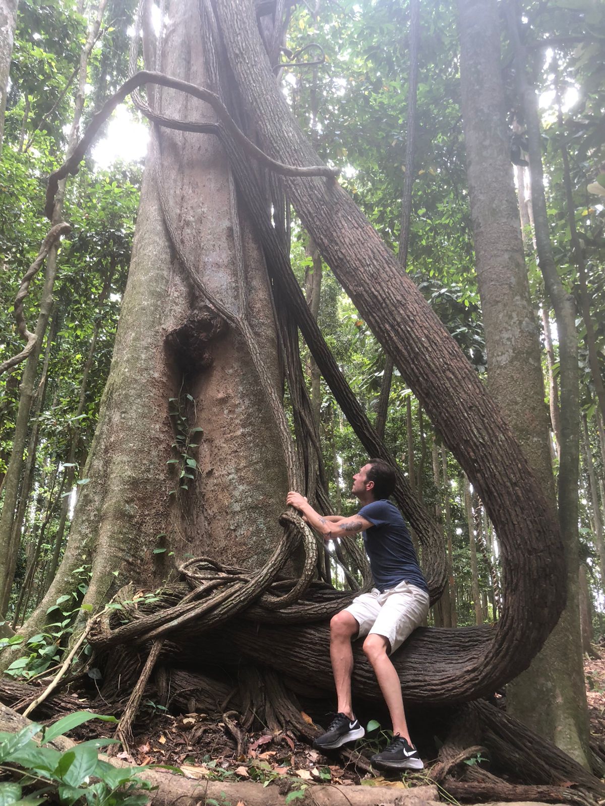 Tra radici monumentali, tronchi contorti e forme irripetibili emergono i segni di una bellezza primordiale.